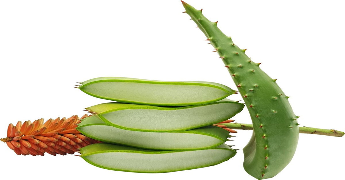 Why Aloe Ferox Is the Natural Remedy South Africans Are Falling in Love With – Especially in Cape Town