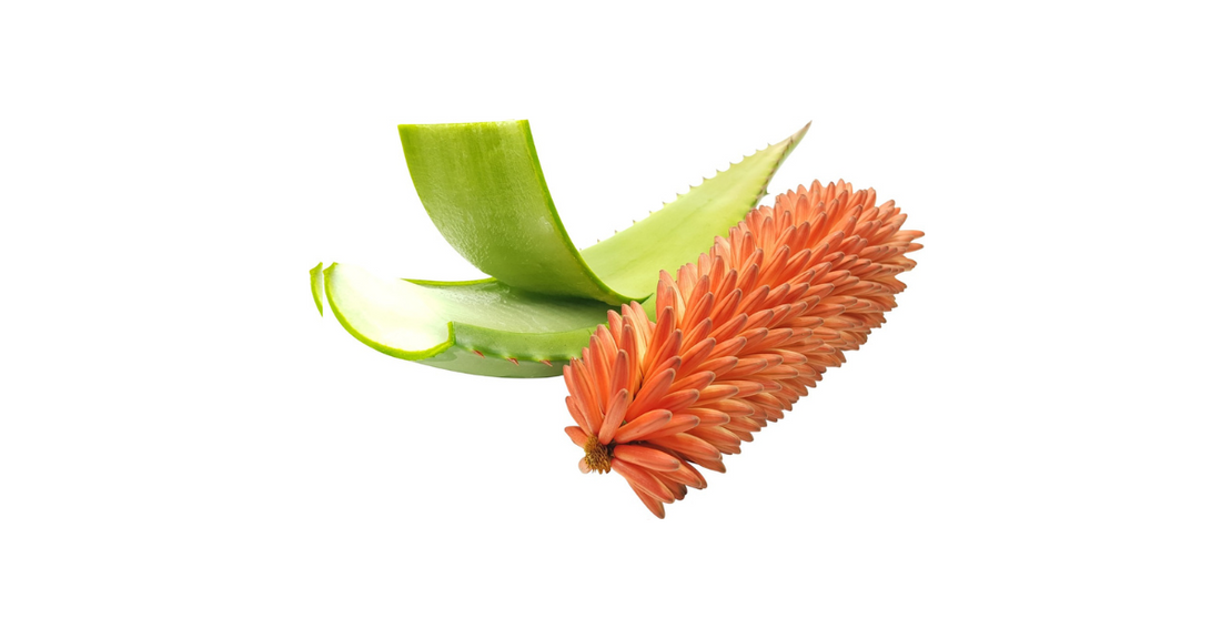 Aloe Vera vs Aloe Ferox: The Stronger Choice for Skincare and Wellness